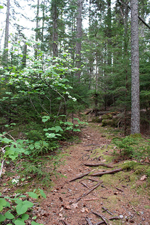 hobblebush along trail at Tracy Shore