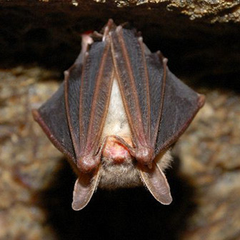 little brown bat hanging in cave