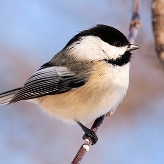 black capped chickadee on a branch