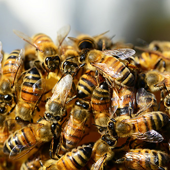 honey bees in a hive
