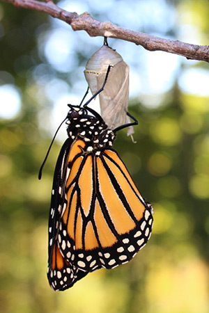 monarch just hatched from chrysallis