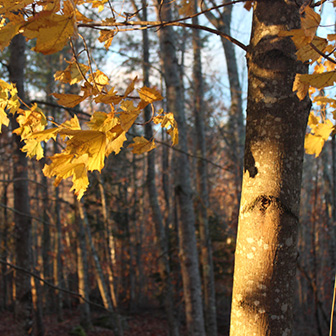 maple tree in fall