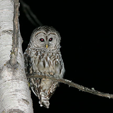 Barred Owl perched on a limb at night