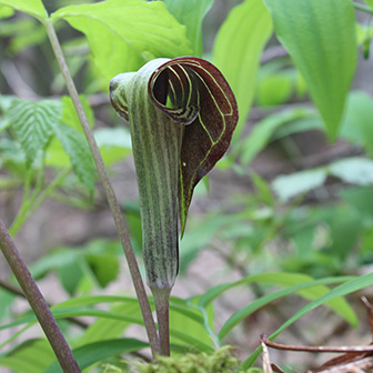 Jack-in-the-Pulpit at Dodge Point