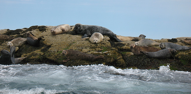 seals basking, surf below