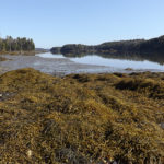 low-tide-seal-cove-dtk-650px