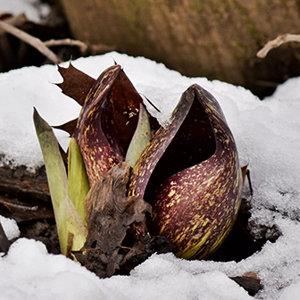 skunk cabbage blooming in the snow