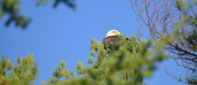 bald eagle in a white pine tree