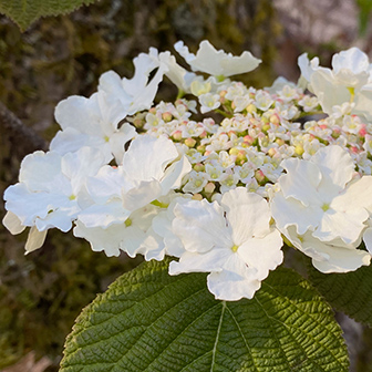 closeup of hobblebush flower