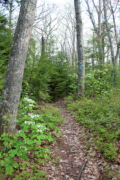 hobblebush next to trail