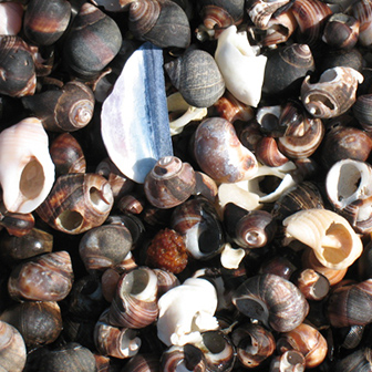 periwinkle and other shells on the beach