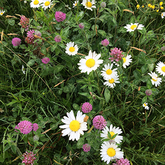 ox-eye daisies and red clover