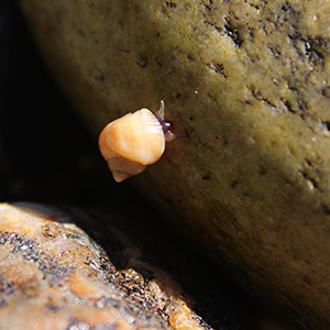 periwinkle attached to a rock at the seashore