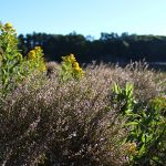 sea-lavendar-goldenrod-salt-bay-farm-600px