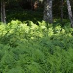 barnaby-lush-ferns-600px