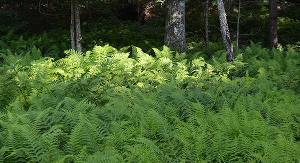 lush green ferns among trees