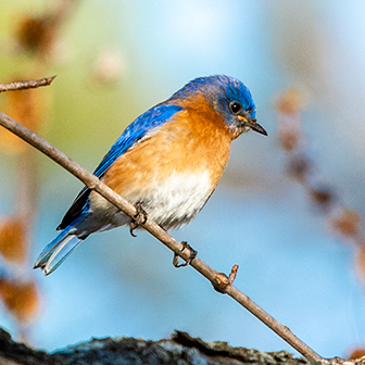 Attracting bluebirds to your fields and feeders