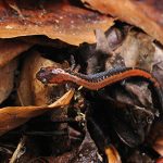 eastern-redback-salamander-imarsman-336px