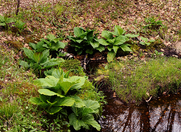 Eastern skunk cabbage growing along streambed