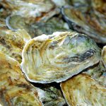 oysters_336px