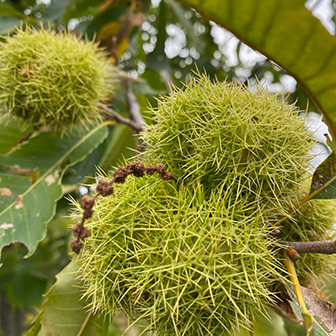 American chestnut nuts in their spiny coats