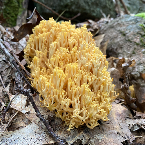 gold coral mushroom