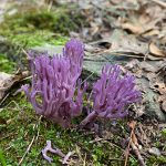 purple-coral-mushroom-336px