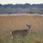 White-tailed-deer-Donna-Dewhurst-USFWS-336px