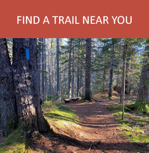 trail through spruce woods in dappled sunlight