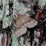 Bruce spanworm moth on a tree