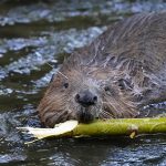 Beaver swimming with a green stick in its mouth