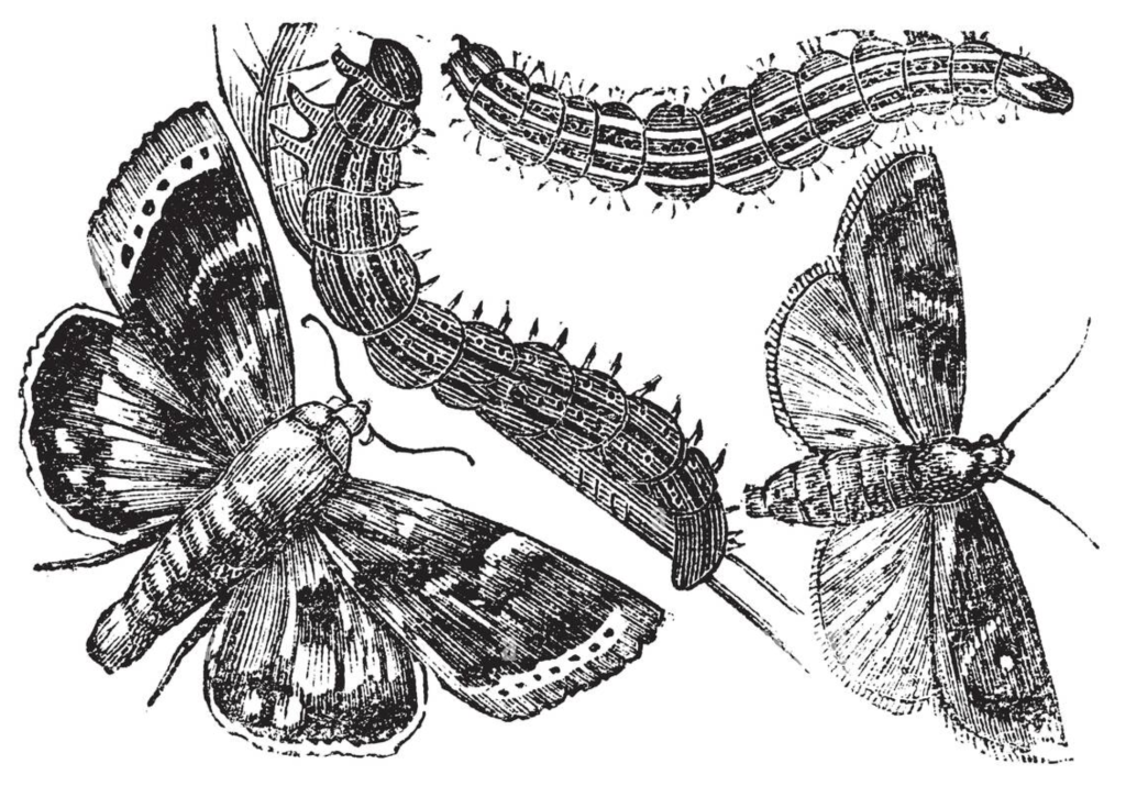 engraving of an owlet moth