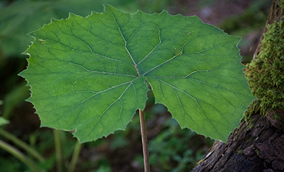 Coltsfoot leaf