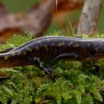 spotted-salamander-Tom-Arter-600px