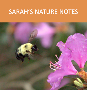 Sarah's Nature Notes link