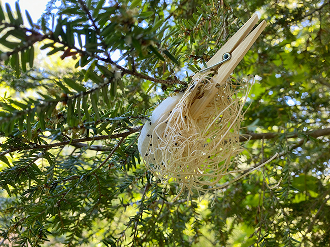A "nest" of predatory beetles clipped to an infested hemlock bough