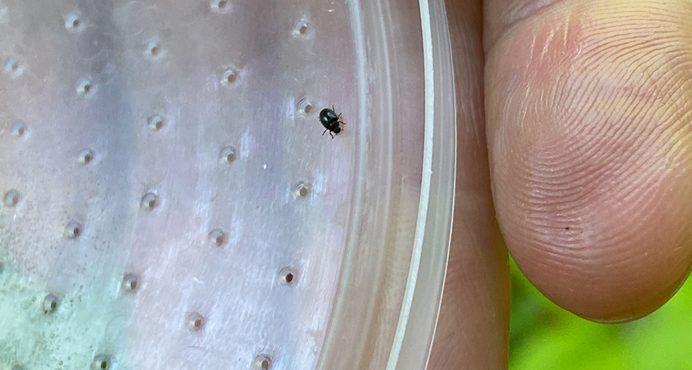 the predatory lady beetle that feeds on HWA
