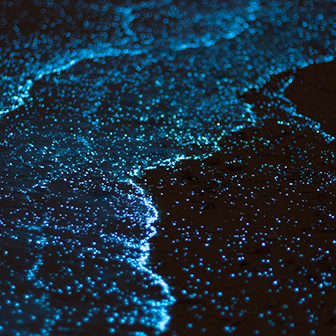ocean bioluminiscence