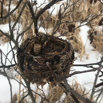 nest in a shrub with snow on the ground