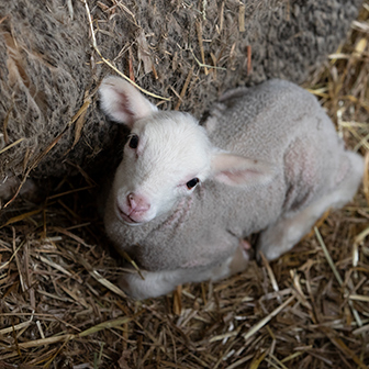 newborn lamb bedded in straw next to its mother