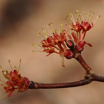 Red maple blossom