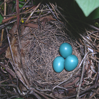 nest of a gray catbird with three blue eggs in it