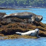 basking harbor seals Natalie Norris 700px