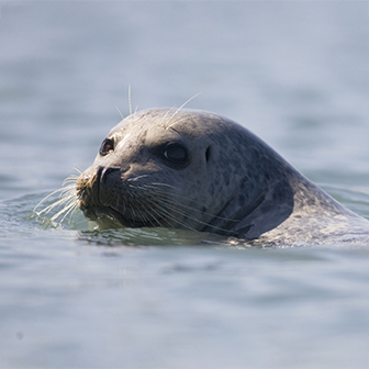 Harbor seal swimming at the water's surface