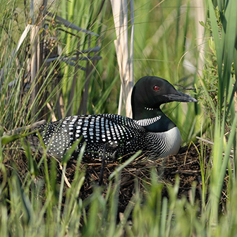 common loon on its nest