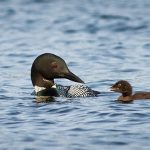 Common_Loon_with_chick_-_Maine Fyn Kind via flickr 600px