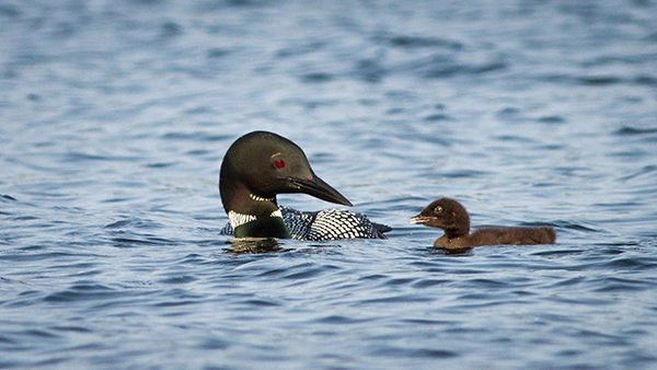 Loon parent with chick