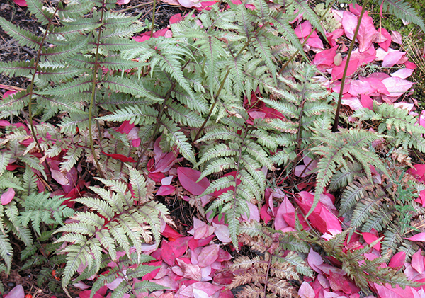 green ferns and red leaves