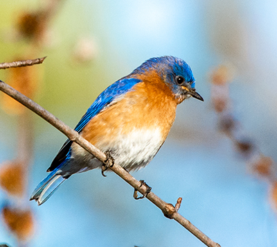 Eastern bluebird perched on a twig