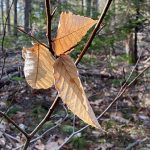 beech leaves lingering in spring